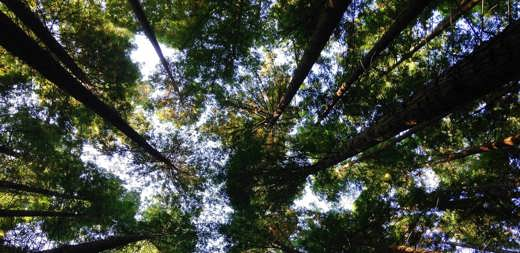 Apex Group supports New Forests’ pioneering Tropical Asia Forest Fund 2